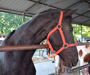 FIERA DEL BESTIAME AL FORO BOARIO