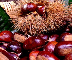 Castagnate, sagre e feste della castagna per rivivere le antiche tradizioni lucchesi