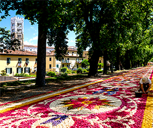 Sulle Mura di Lucca sboccia l'infiorata dei record: un tappeto di 4 km per entrare nel Guinness