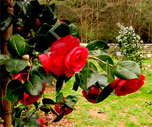 Camelie d’Autunno, quattro domeniche nel Compitese tra fiori, natura e cultura